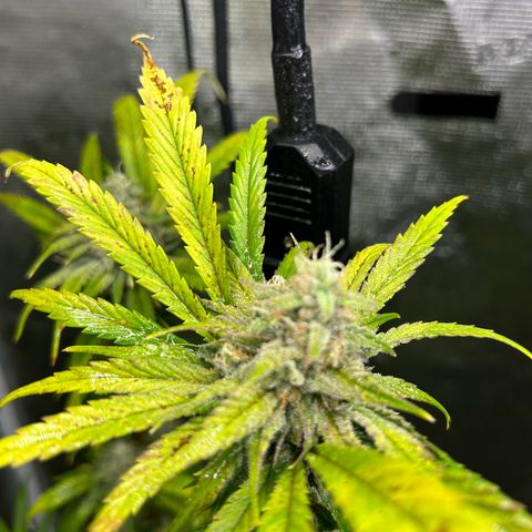 Sour Diesel growlog timeline photo