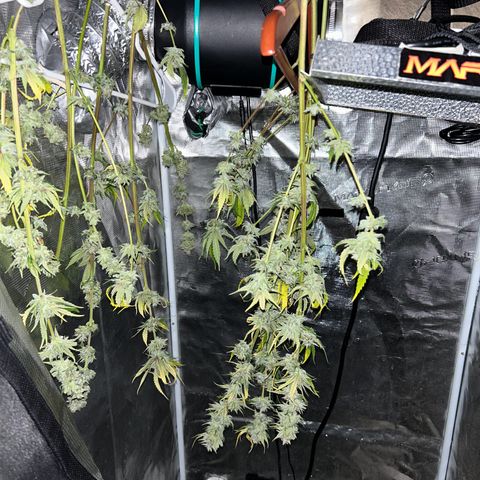 Sour Diesel growlog timeline photo