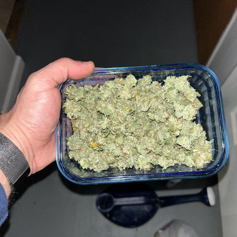 Sour Diesel growlog timeline photo