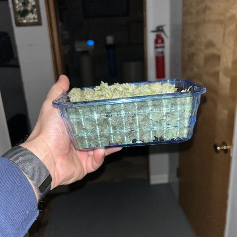 Sour Diesel growlog timeline photo