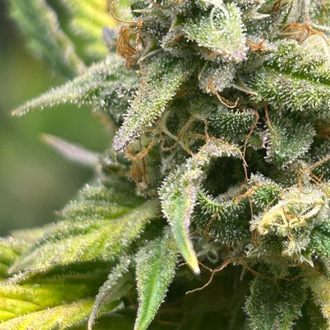 Sour Diesel growlog timeline photo