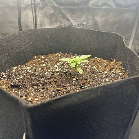 Green crack punch  growlog timeline photo
