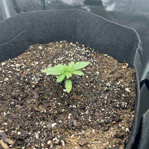 Green crack punch  growlog timeline photo