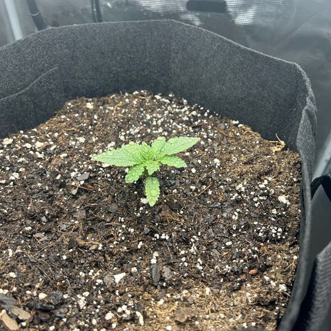 Green crack punch  growlog timeline photo