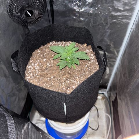 Green crack punch  growlog timeline photo
