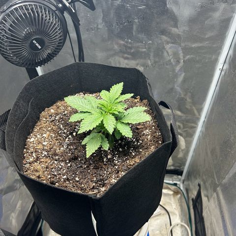 Green crack punch  growlog timeline photo