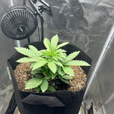 Green crack punch  growlog timeline photo