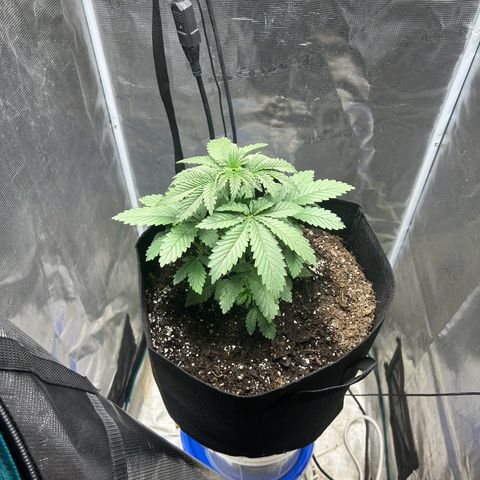 Green crack punch  growlog timeline photo