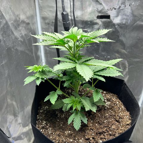 Green crack punch  growlog timeline photo