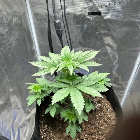 Green crack punch  growlog timeline photo