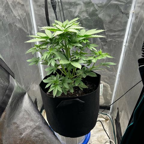 Green crack punch  growlog timeline photo