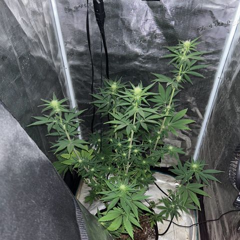 Green crack punch  growlog timeline photo