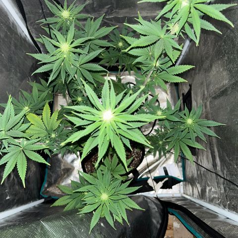 Green crack punch  growlog timeline photo