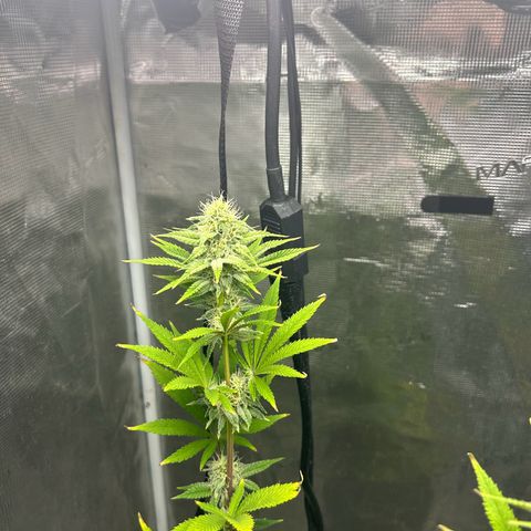 Green crack punch  growlog timeline photo