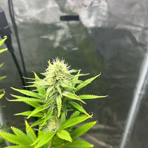 Green crack punch  growlog timeline photo