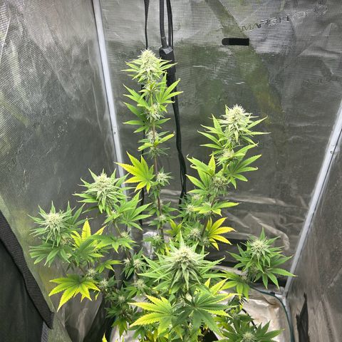 Green crack punch  growlog timeline photo