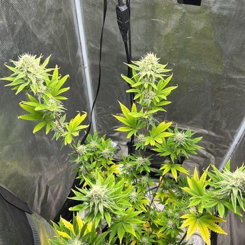 Green crack punch  growlog timeline photo