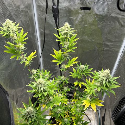 Green crack punch  growlog timeline photo