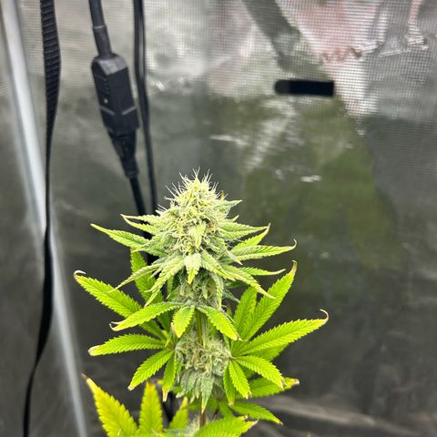 Green crack punch  growlog timeline photo
