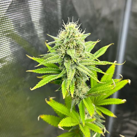 Green crack punch  growlog timeline photo