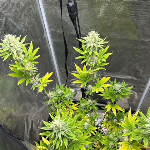 Green crack punch  growlog timeline photo