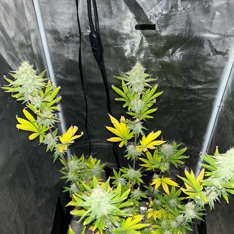 Green crack punch  growlog timeline photo