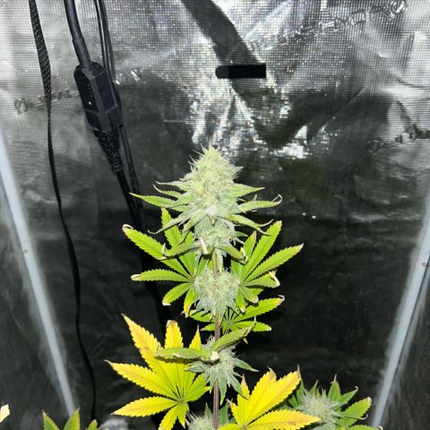 Green crack punch  growlog timeline photo