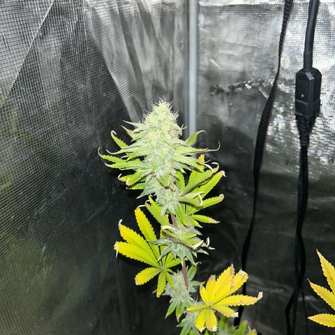 Green crack punch  growlog timeline photo