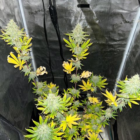 Green crack punch  growlog timeline photo