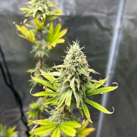 Green crack punch  growlog timeline photo