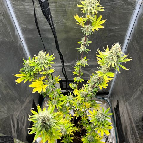 Green crack punch  growlog timeline photo