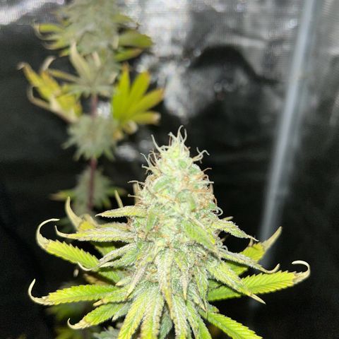 Green crack punch  growlog timeline photo