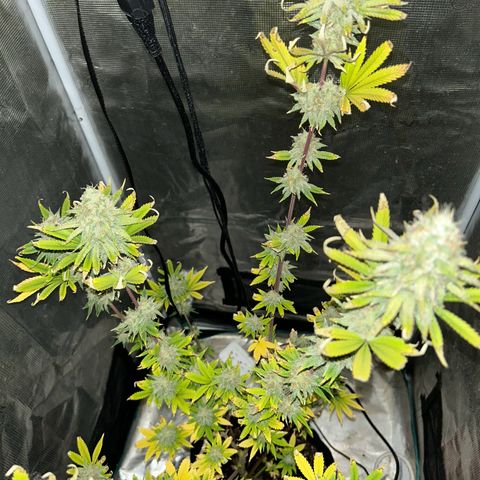 Green crack punch  growlog timeline photo