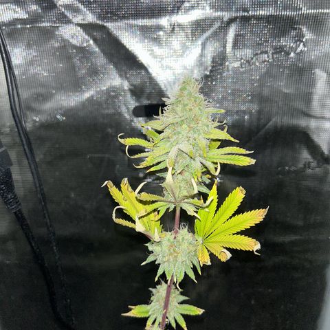 Green crack punch  growlog timeline photo