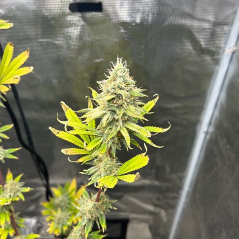 Green crack punch  growlog timeline photo