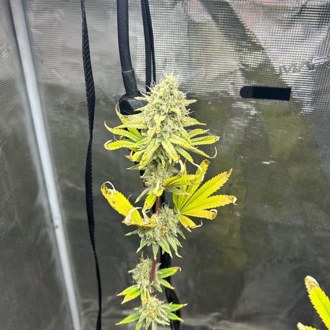 Green crack punch  growlog timeline photo