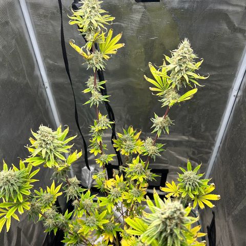 Green crack punch  growlog timeline photo