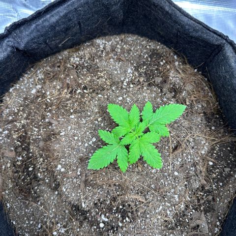 Chichona kush growlog timeline photo