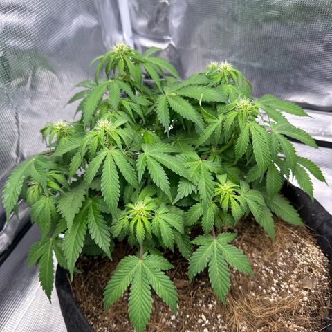 Chichona kush growlog timeline photo