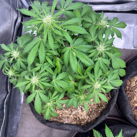 Chichona kush growlog timeline photo