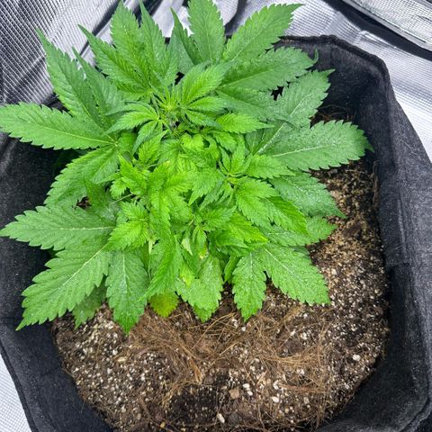 Chichona kush growlog timeline photo