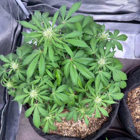 Chichona kush growlog timeline photo