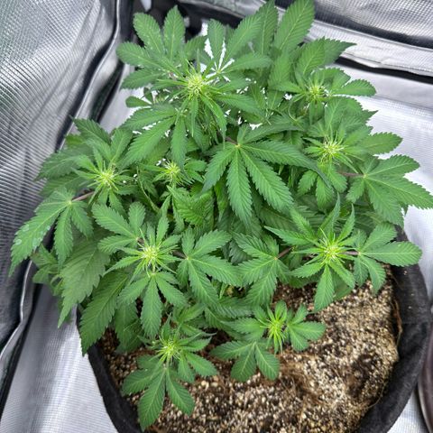 Chichona kush growlog timeline photo