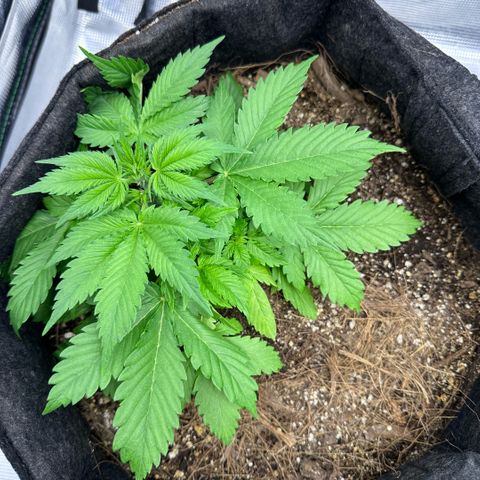 Chichona kush growlog timeline photo