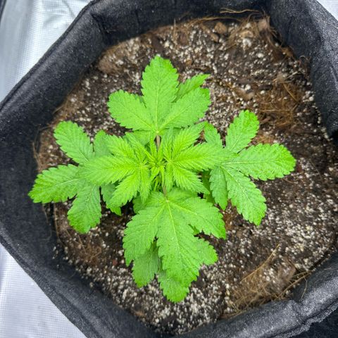 Chichona kush growlog timeline photo