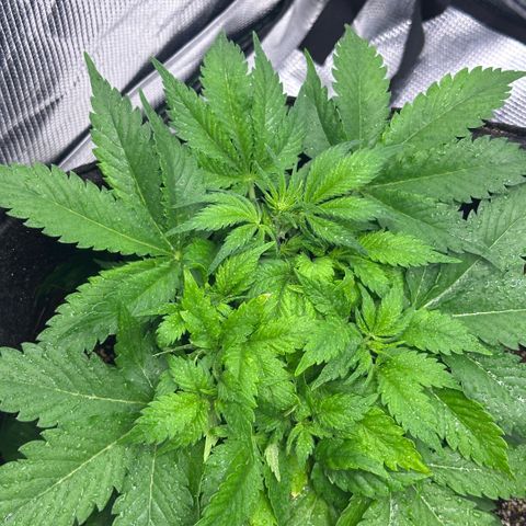 Chichona kush growlog timeline photo