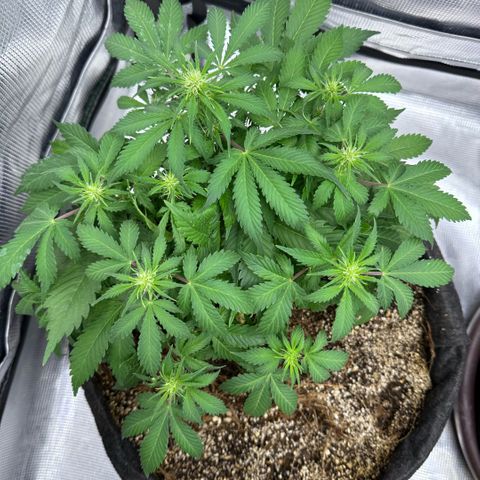 Chichona kush growlog timeline photo