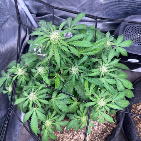 Chichona kush growlog timeline photo