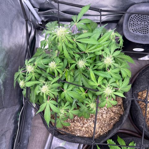 Chichona kush growlog timeline photo