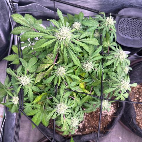 Chichona kush growlog photo: Riego con nutrientes cuca plus 
2.5 litros
Ph 6.33
Ec 420
Temp 21*

